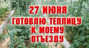 27 июня. Готовлю теплицу к моему отъезду