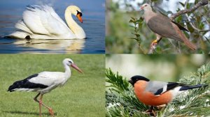 Изучаем птиц для детей  Обучающая викторина и видео с голосами птиц