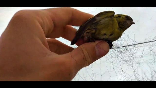 Ловля птиц! Залетели вечерние чижи! Catching songbirds. смотреть онлайн