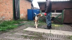 Русская пегая гончая