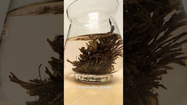 #selaginella #plants #نبات_القيامة #نباتات #زراعة смотреть онлайн
