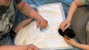 Как сделать укол маленькому котенку?