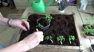 Домашнее видео.  Блинчики, щи зеленые, помидоры в ящиках. Пикирую  томаты. Середина марта 2024 года.