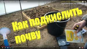Голубика.Как подкислить почву для голубики