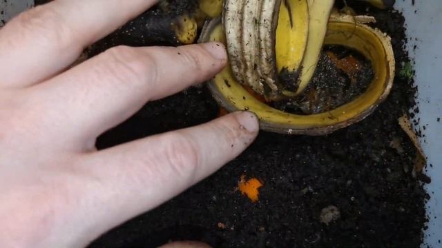Малек в вермикомпостере ЭкоЧервь. Разведение червей в домашних условиях. Черви дома