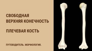 Кости свободной верхней конечности. Плечевая кость.