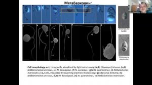 Денис Тихоненков. Проворные Provora: новая группа микробиальных хищников