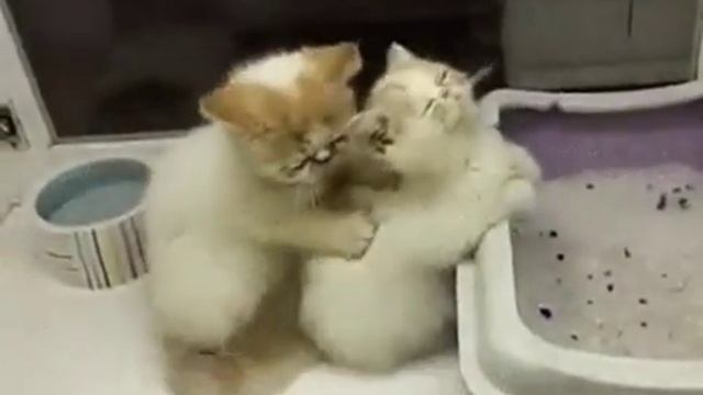 кошачий Массаж смотреть онлайн