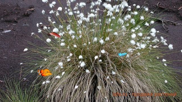 Пушица обыкновенный (pushitsa-uzkolistnaya) ? обыкновенный пушица обзор: как сажать, саженцы пушицы смотреть онлайн