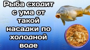 Убойная перловка, карась лещ плотва без ума! Насадка на карася по холодной воде.