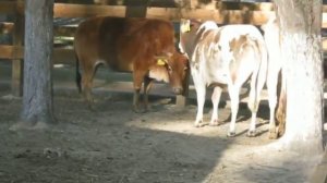 Bos Taurus Indicus - Zebu