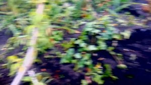 ПЕРСИК. Вянут и желтеют листья.  В чем причина?