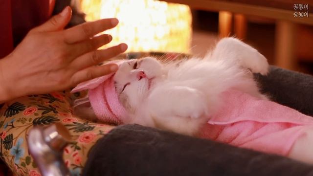 Bear Salon ASMR - Cat SPA ASMR Роскошный массаж лица для удаления морщин с Hollywood и K-Beauty