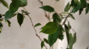 Осенняя обрезка фикуса Бенджамина. Фикус после реанимации.