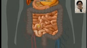 9-сынып. Биология пәні. Асқорыту үдерісі және ферменттердің рөлі