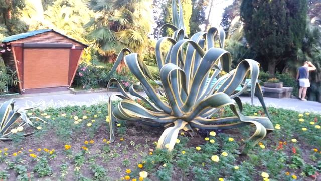 большое полосатое алоэ(агава)! смотреть онлайн