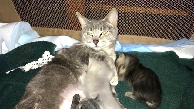 В беременную кошку кто-то выстрелил! Парализованная мурлыка выжила только ради котят смотреть онлайн