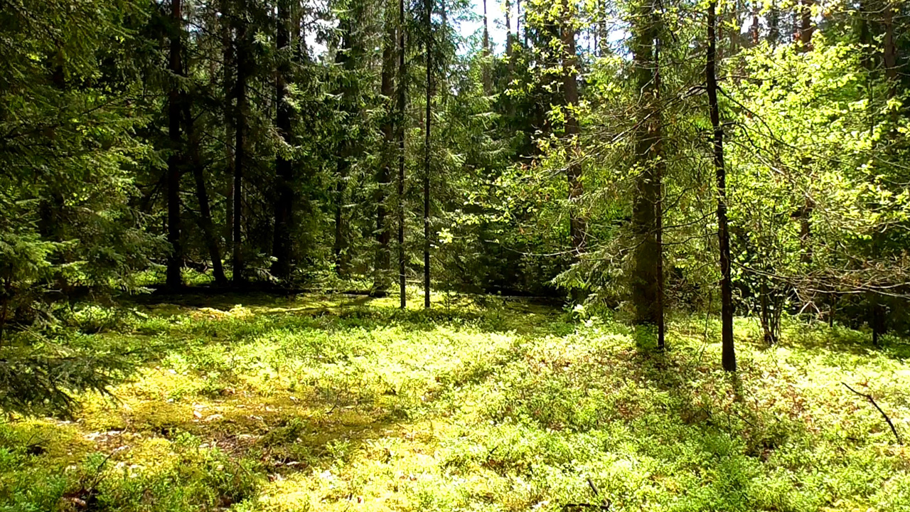 Первые дни лета: лес в июне. Звуки живой природы.