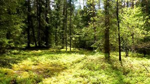 Первые дни лета: лес в июне. Звуки живой природы.