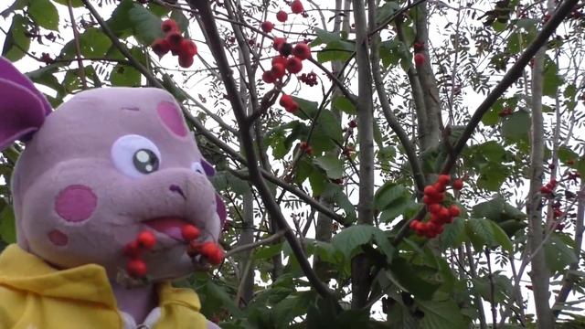 Лунтик - ОСЕНЬ / Знакомимся с осенью / Время года - осень смотреть онлайн