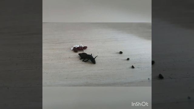 жизнь матки муравьёв часть 2 смотреть онлайн