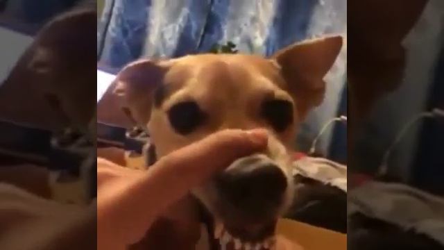 Собака ла-ла-ла-ка. смотреть онлайн