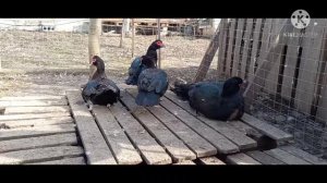 Сбор инкубационного яйца Мускусной утки, дождались....