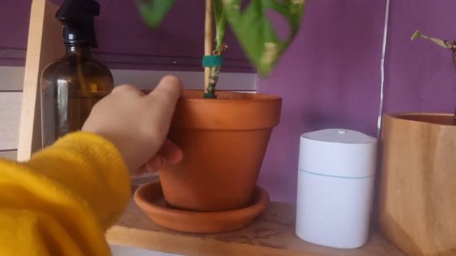 September updates | New leaves, prop box updates, getting new plants? смотреть онлайн