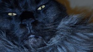 БОЛЬШОЙ КОТ. МЕЙН-КУН. КОТ