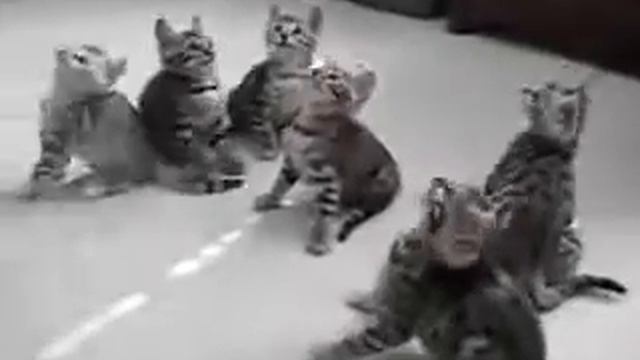 Смешные коты и кошки. Маленькие котики кивают в такт.