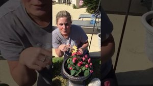 Funny southern Texas accent on how to plant flowers