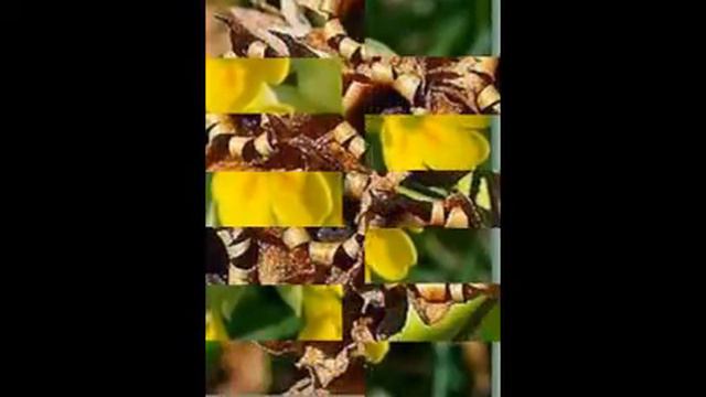 Echte Schlüsselblume, Primula veris смотреть онлайн