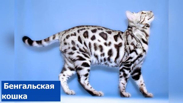 Cамые дорогие кошки
