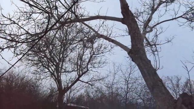 Совместимость растений и трехъярусный сад.