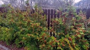 Формирование живой изгороди из туй. Первая стрижка, очистка, формирование зеленых деревьев.