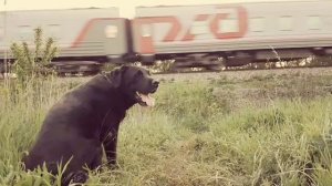 паравоз и ЧЖ