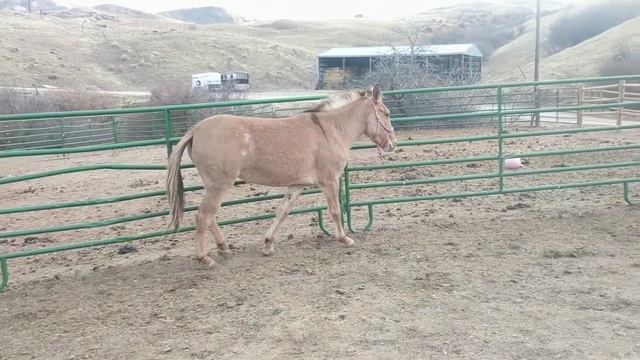 After the sass has passed смотреть онлайн