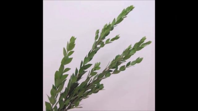 суккот 2017 смотреть онлайн