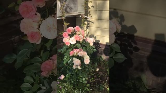 Роза Пастелла Rosa Pastella германия смотреть онлайн