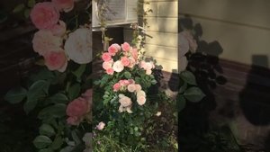 Роза Пастелла Rosa Pastella германия