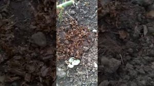 заварка чая в дело. хорошее удобрение