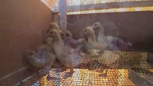 РАСКЛЕВ У ГУСЯТ,КУР,ПТЕНЦОВ ПРОВЕРЯЮ МЕТОДЫ БОРЬБЫ.ВЫЩИПЫВАЮТ ПУХ.