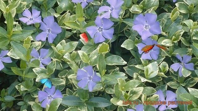 Барвинок большой Варигата (vinca minor) ? Варигата обзор: как сажать, саженцы барвинка Варигата