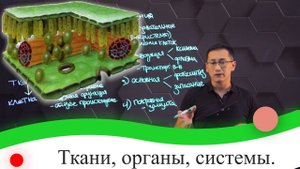 Ткани, органы, системы. 7 класс.
