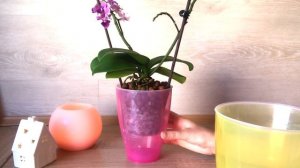 ГОРШКИ С АВТОПОЛИВОМ ДЛЯ ОРХИДЕЙ. Кашпо для ОРХИДЕЙ