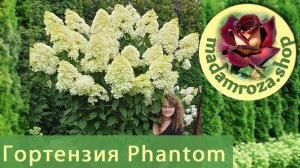 ШИКАРНАЯ МЕТЕЛЬЧАТАЯ ГОРТЕНЗИЯ ФАНТОМ