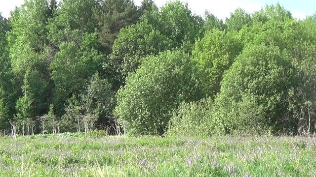 Птичий гомон. Начало лета. 6 июня 2023 смотреть онлайн