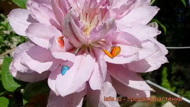 Клематис крупноцветковый Виолет Элизабет ? обзор: как сажать, саженцы клематиса Виолет Элизабет смотреть онлайн