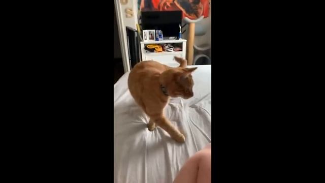 Новое видео с кошками. Смешные животные