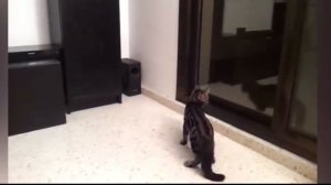 Кошки и зеркало / Приколы с котами / Смешные видео про кошек / Первый раз увидела себя в зеркале